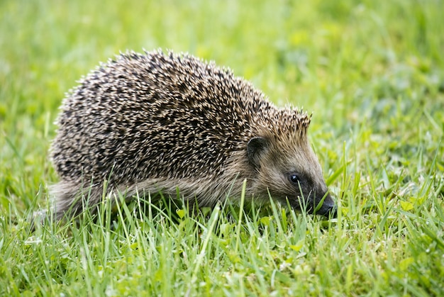 Free photo closeup shot of a cute hedgehog walking on the green grass