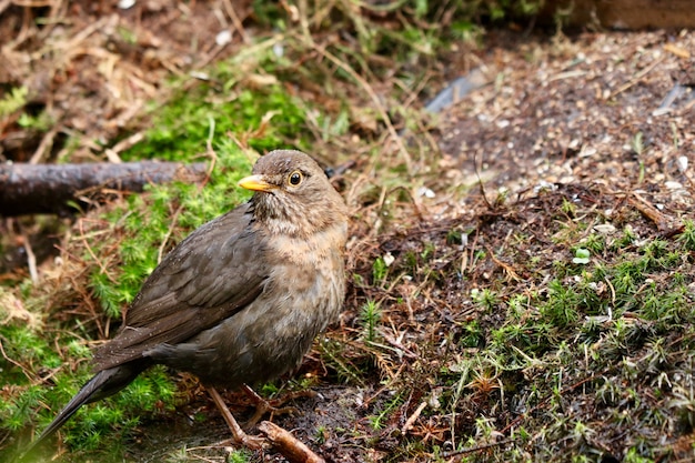 Free Photo closeup shot of a cute house sparrow bird in a forest