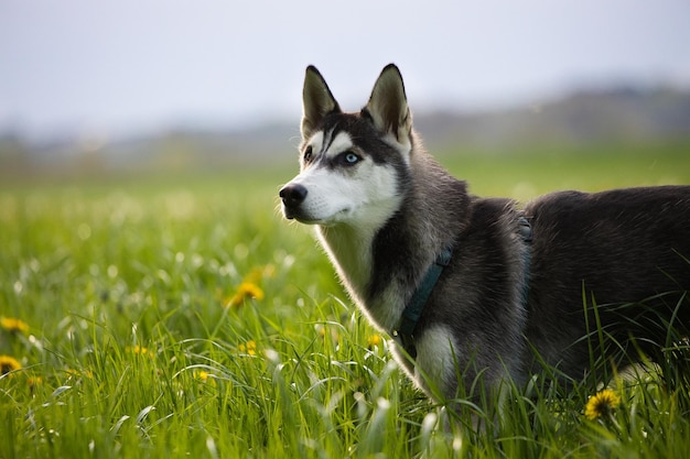 Free Photo closeup shot of a cute husky in a green field