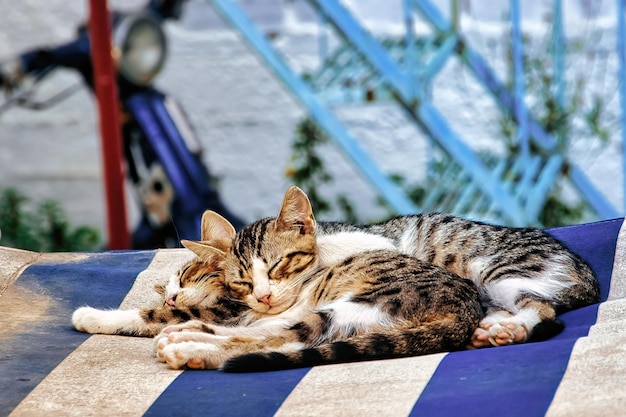 Closeup shot of cute kittens sleeping together