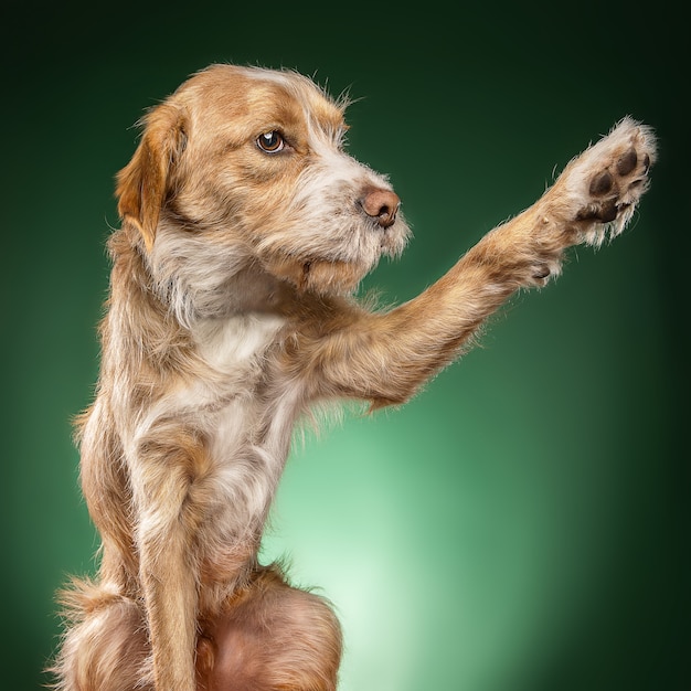 Closeup shot of cute light brown Basset Fauve de Bretagne trying to catch something