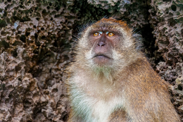 Free photo closeup shot of a cute monkey with textured stones