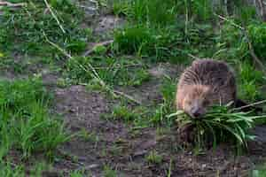 Free photo closeup shot of a cute pine vole eating grass in a natural environment