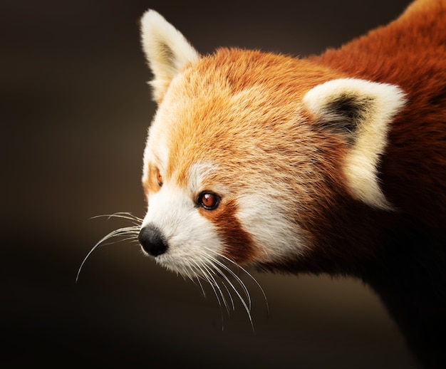 Free Photo closeup shot of a cute red panda