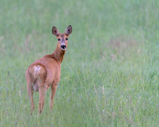 Free photo closeup shot of a cute roe deer on the green grass with blurred background