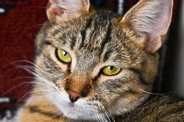 Free photo closeup shot of a cute sleepy cat with beautiful green eyes