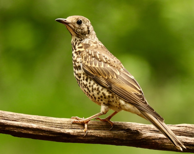 Free photo closeup shot of a cute sparrow bird