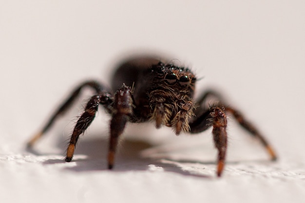 Free Photo closeup shot of a cute spider on a white surface 