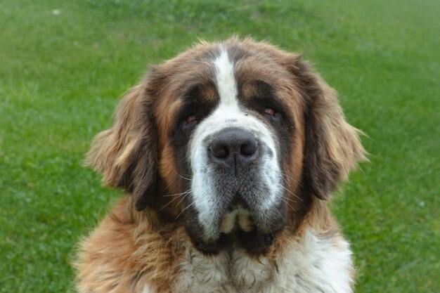 Closeup shot of a cute St Bernard dog in a green field during daytime