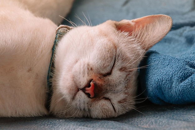 Closeup shot of a cute white cat sleeping on the sofa with eyes shut