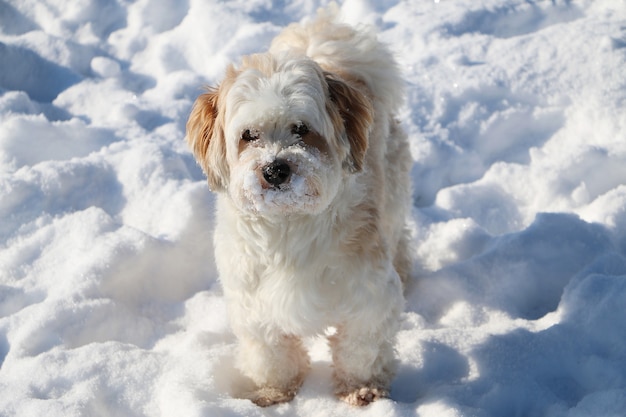 Free photo closeup shot of a cute white fluffy puppy in the snow