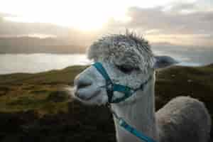 Free photo closeup shot of a cute white llama with an ocean and mountains in the during sunrise