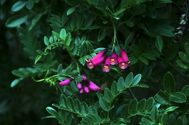 Free photo closeup shot of a cute wild plant growing in the middle of the forest