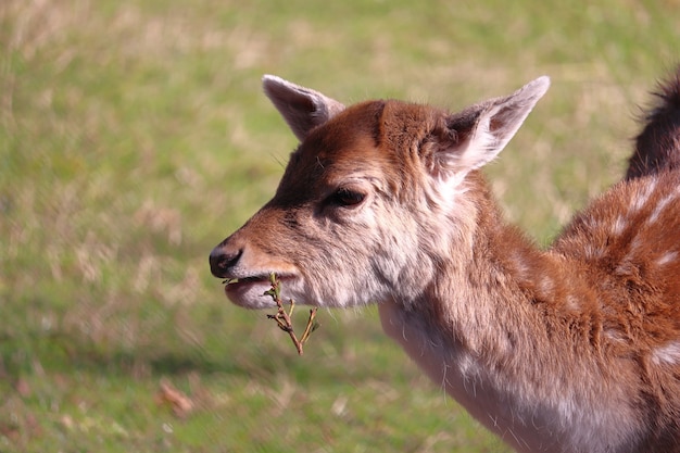 Closeup shot of a cute young deer eating in nature