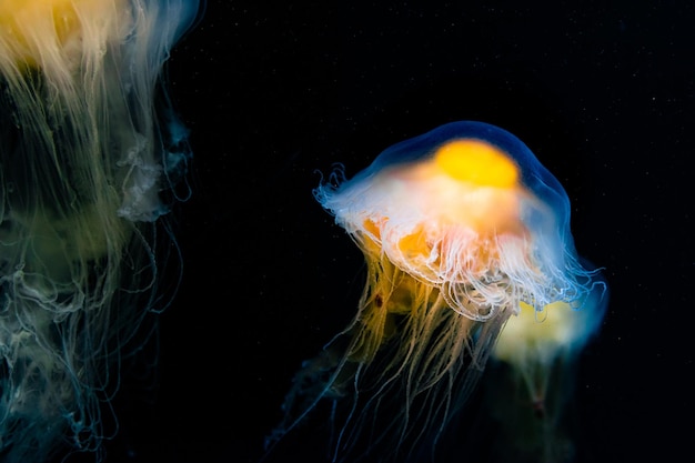 Closeup shot of a Cyanea under the water