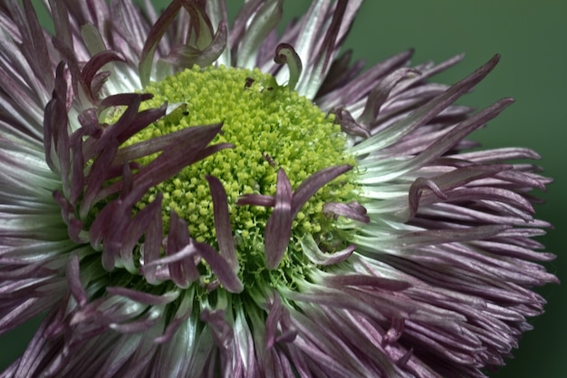 Free Photo closeup shot of daisy study flower