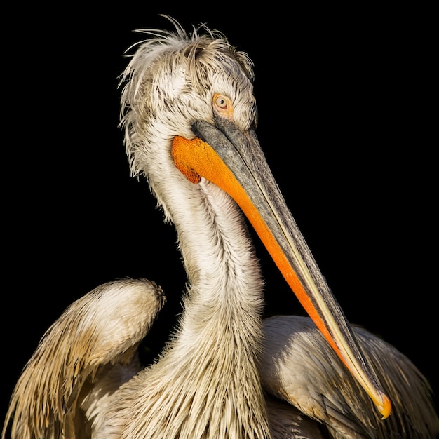 Free photo closeup shot of a dalmatian pelican in front of a black