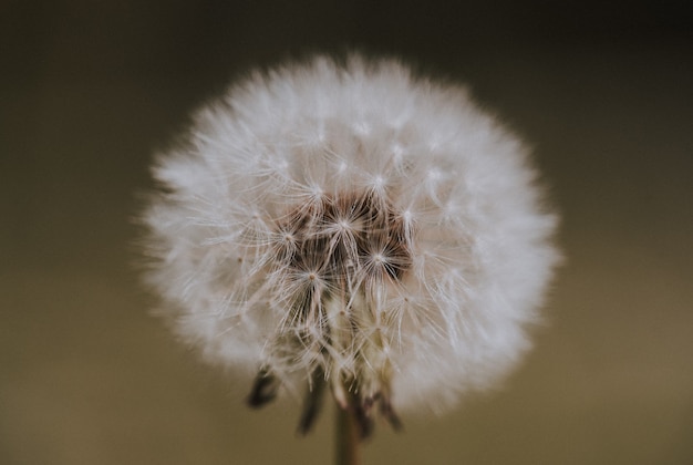 Free photo closeup shot of a dandelion in a field