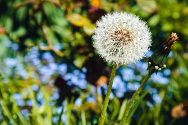 Closeup shot of a dandelion