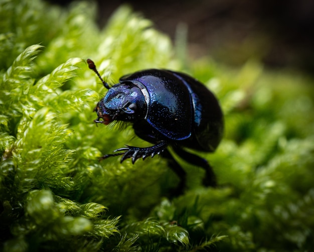 Free photo closeup shot of a dark blue beetle on green leaves