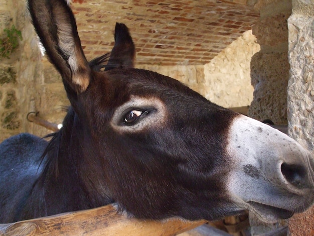 Closeup shot of a dark brown donkey on a wooden cage