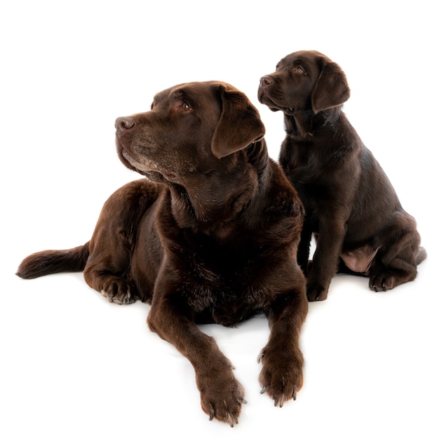 Free Photo closeup shot of a dark brown labrador puppy with mother isolated