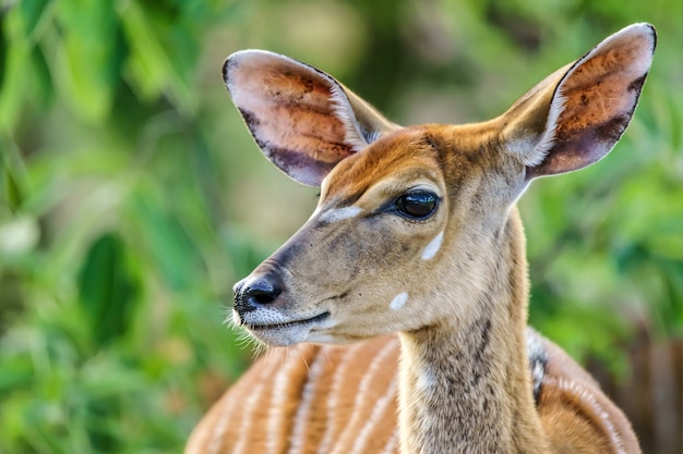 Closeup shot of a deer with greenery on the background