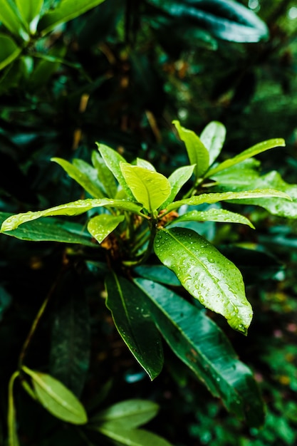 Closeup shot of dew droplets on green leaves