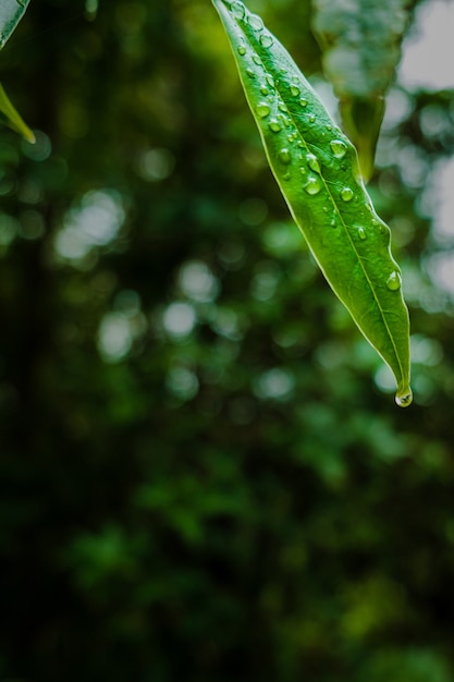 Free photo closeup shot of dew droplets on green leaves