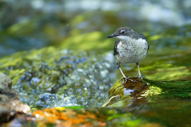 Closeup shot of a dipper bird