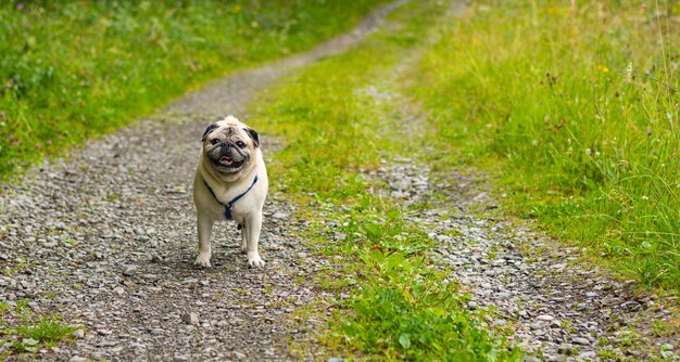 Closeup shot of a dog on an empty rock path