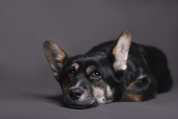 Closeup shot of dog lying down and looking quietly on the camera