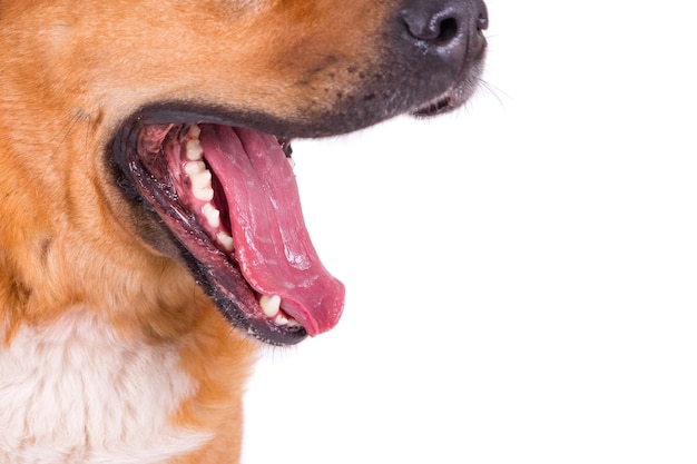 Free photo closeup shot of a dog's opened mouth on a white