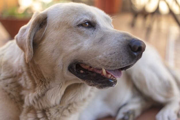 Closeup shot of a dog with an open mouth