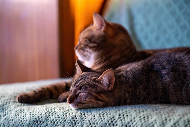 Closeup shot of a domestic cat