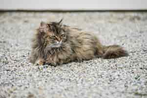 Free photo closeup shot of a domestic long-haired cat lying on the ground