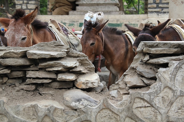 Free Photo closeup shot of donkeys in the farm