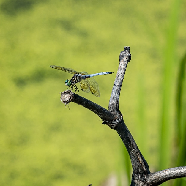 Free photo closeup shot a dragonfly under the sunlight