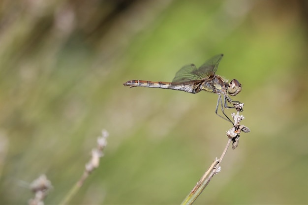 Free photo closeup shot of dragonfly with a blurred background