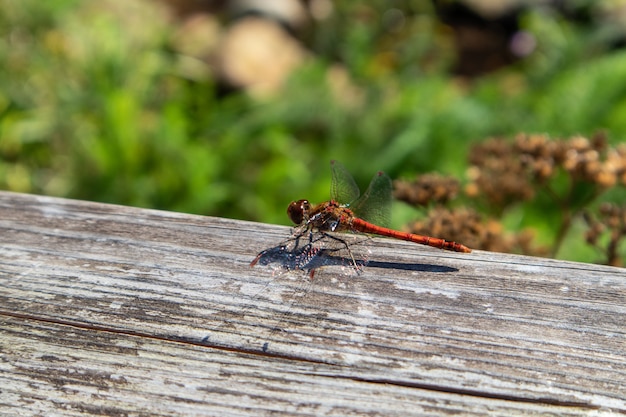 Closeup shot of a dragonfly on a wooden surface