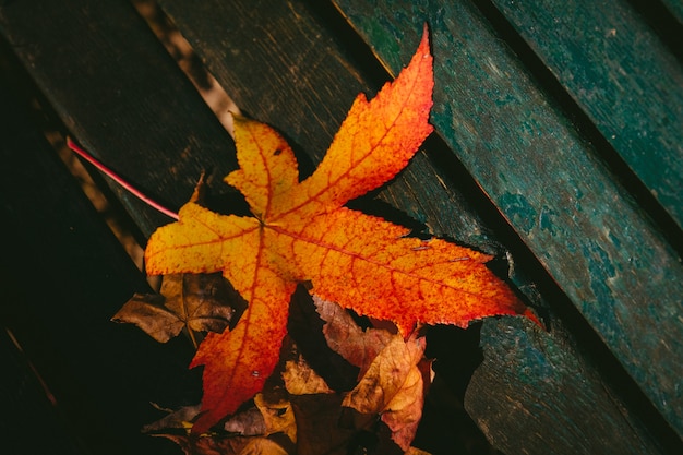 Free photo closeup shot of a dry maple leaf on a wooden surface