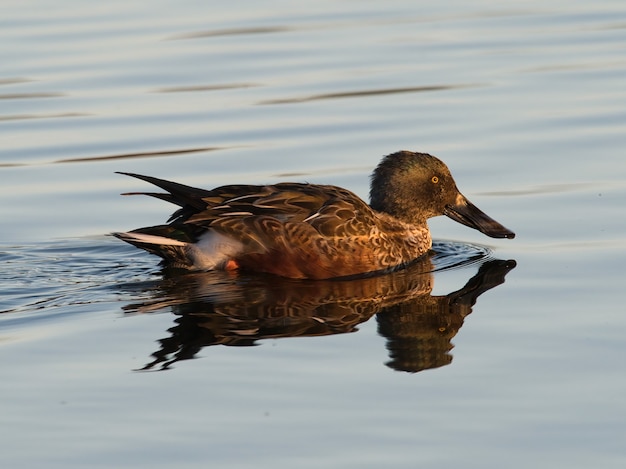 Free photo closeup shot of a duck on the lake