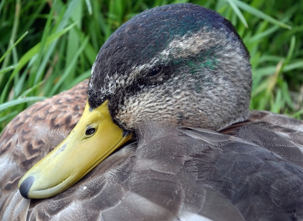 Free Photo closeup shot of a duck's face against a green grass