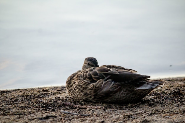 Closeup shot of a duck sitting on the ground near the sea