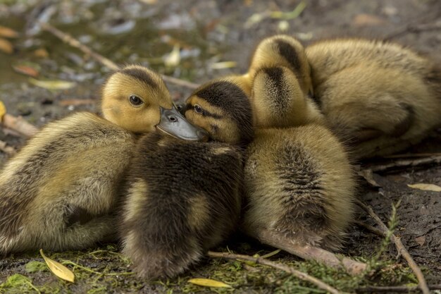 Closeup shot of duckling laying near each other on the ground