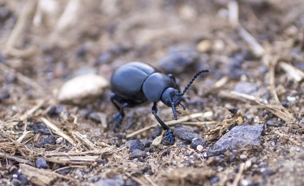 Closeup shot of a dung beetle on a land