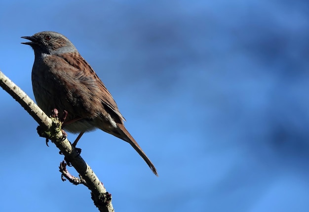 Free photo closeup shot of a dunnock bird perched on a branch