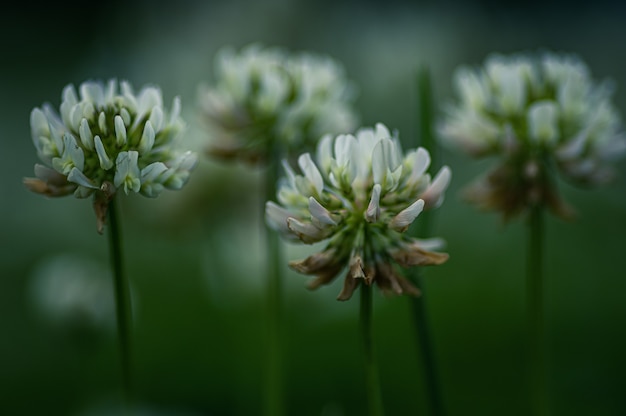 Free Photo closeup shot of dutch clover