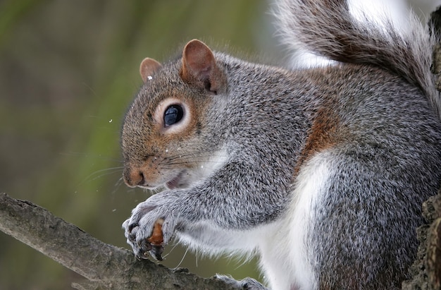 Free photo closeup shot of an eastern gray squirrel