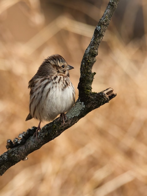 Free photo closeup shot of eastern phoebe